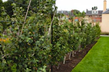 Rows of peach trees in a controlled nursery setting with automated irrigation.