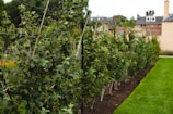 Rows of small fruit trees are meticulously organized and growing along a line. The lush green leaves and small, unripe fruit are prominently displayed. In the background, residential buildings with brick and stone facades can be seen, suggesting an urban garden setting. A neatly manicured lawn runs alongside the trees.