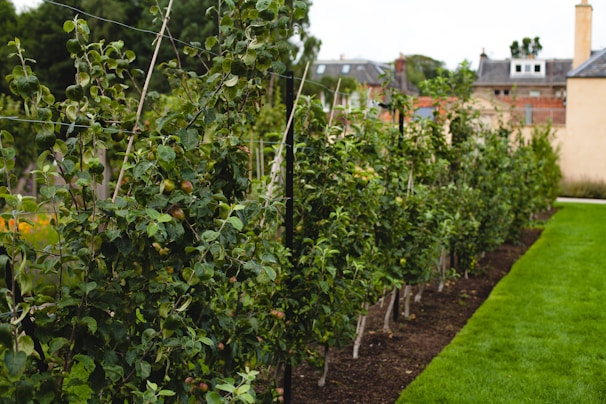Rows of small fruit trees are meticulously organized and growing along a line. The lush green leaves and small, unripe fruit are prominently displayed. In the background, residential buildings with brick and stone facades can be seen, suggesting an urban garden setting. A neatly manicured lawn runs alongside the trees.