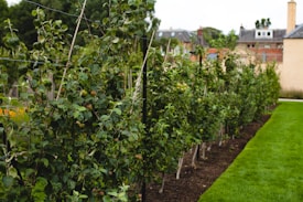 Rows of small fruit trees are meticulously organized and growing along a line. The lush green leaves and small, unripe fruit are prominently displayed. In the background, residential buildings with brick and stone facades can be seen, suggesting an urban garden setting. A neatly manicured lawn runs alongside the trees.