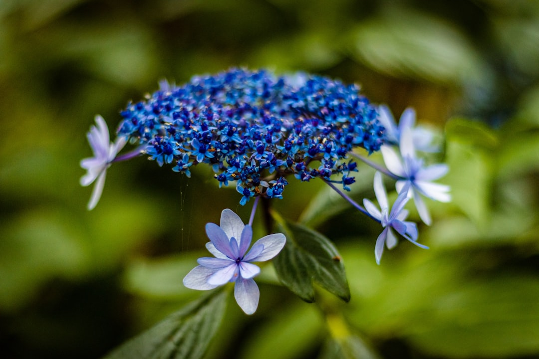 blue-petaled flowers