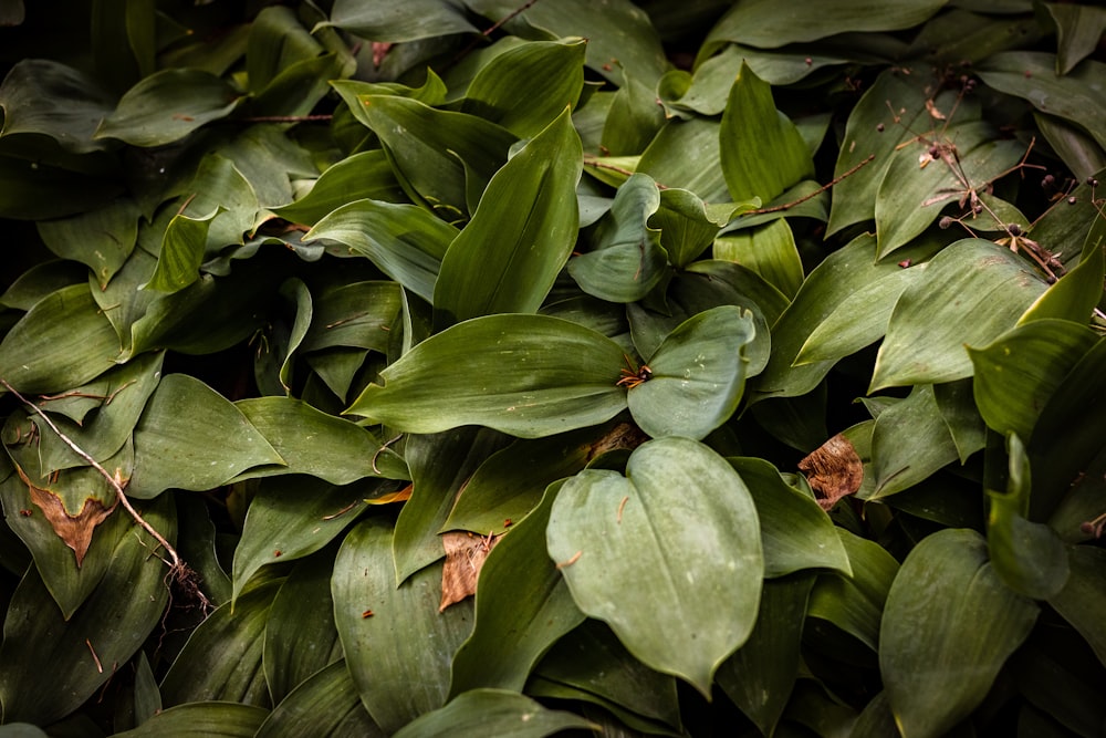 green corn plant