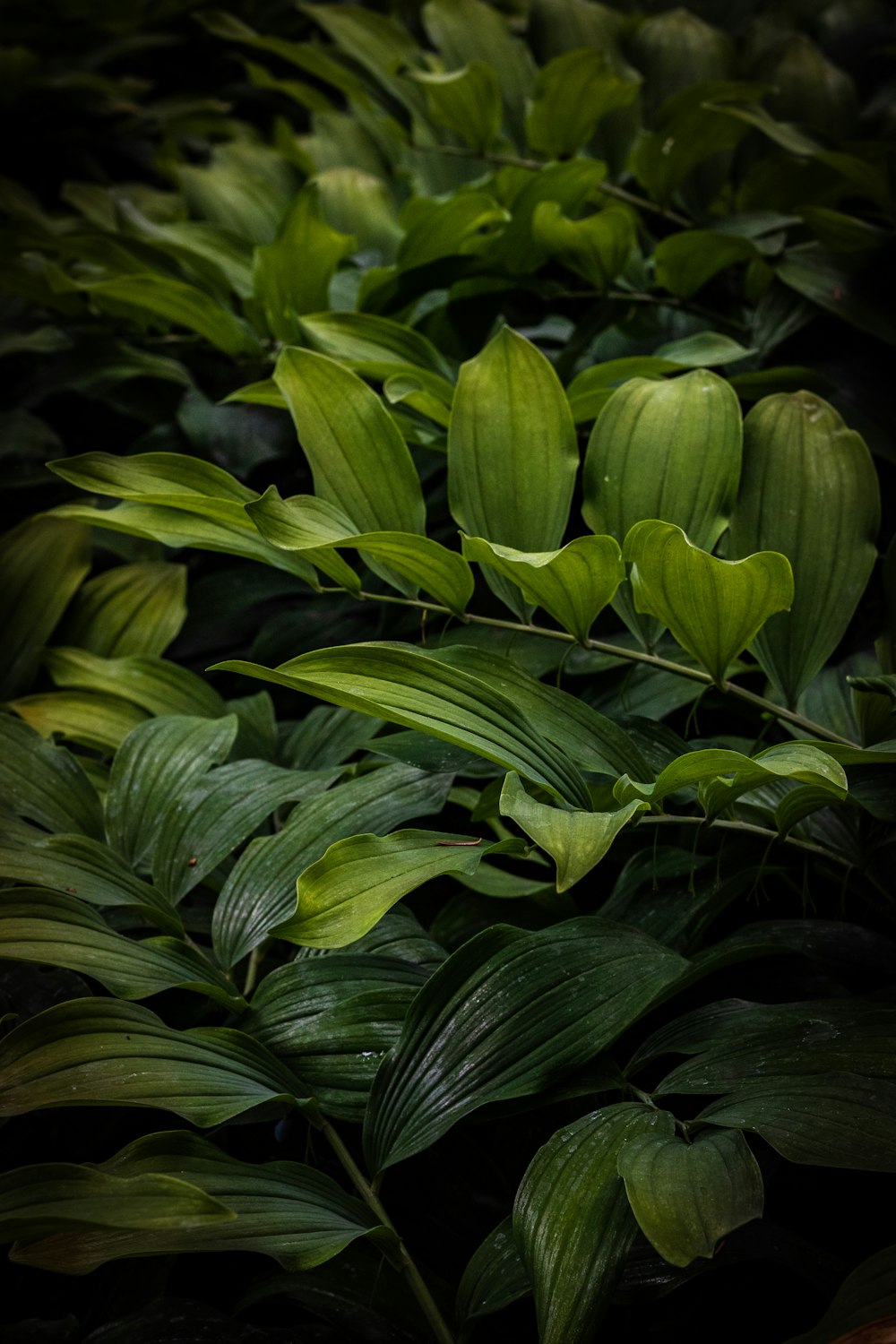green-leafed plant