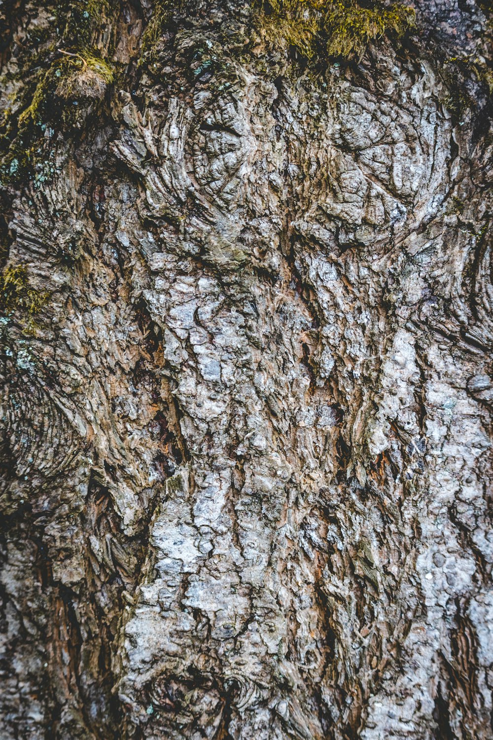 a close up of a tree trunk with moss growing on it