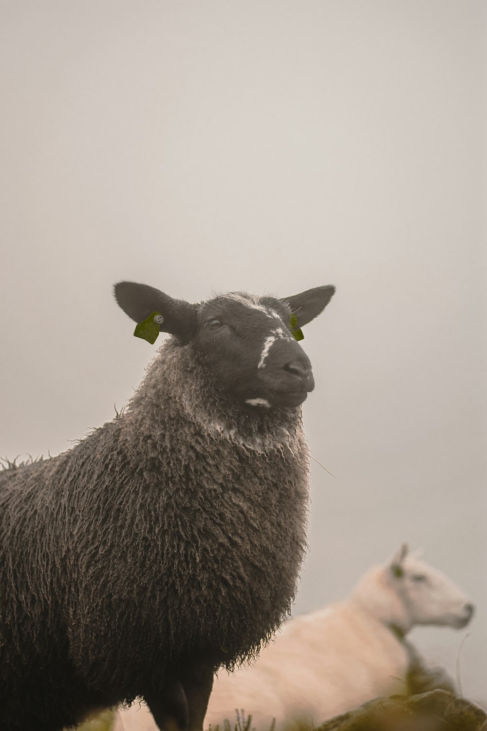 two black and white sheep