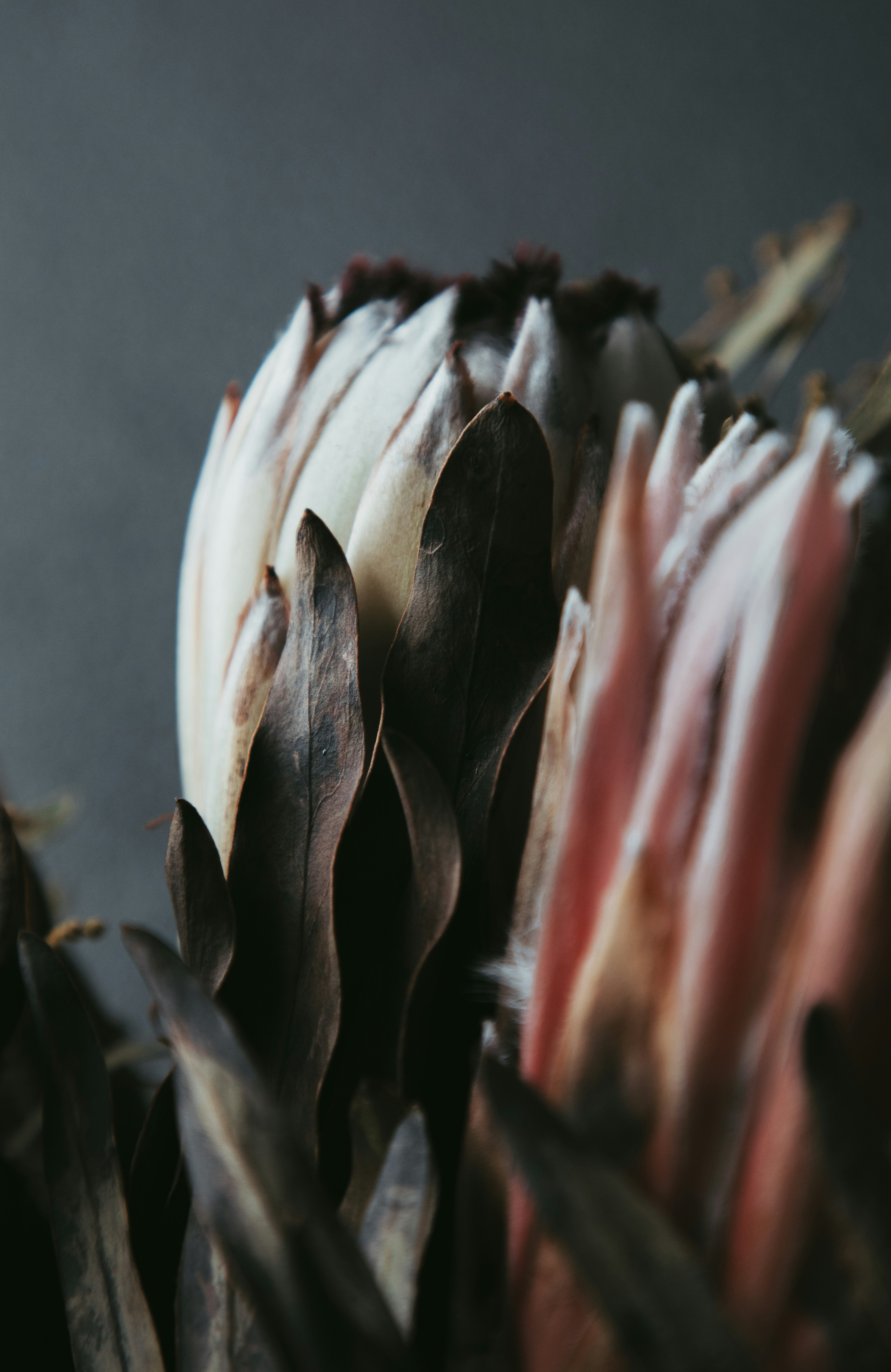 Vintage Flower Pictures Download Free Images on Unsplash