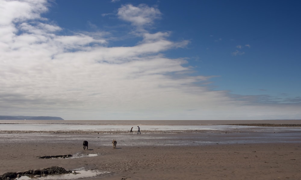 people at the seashore during day