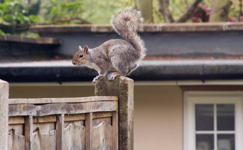 brown squirrel