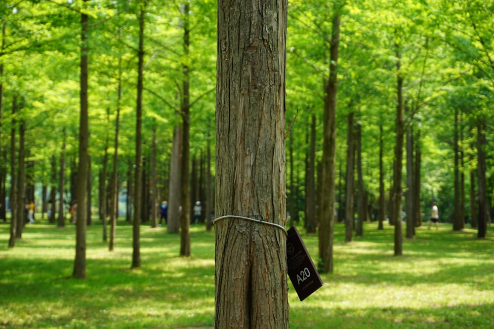 brown tree