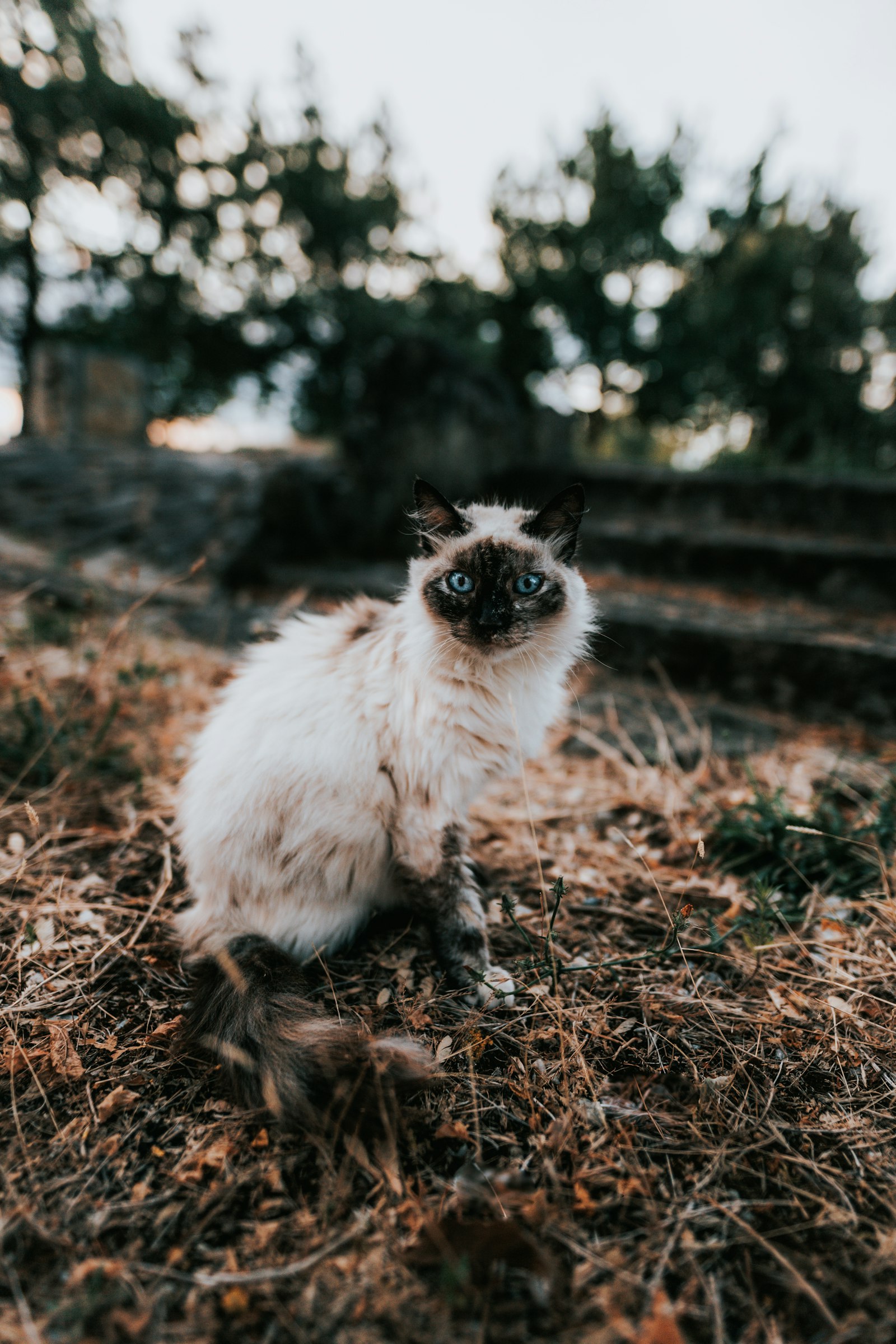 Canon EOS 6D Mark II + Sigma 20mm F1.4 DG HSM Art sample photo. Siamese cat photography