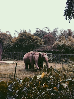 Two elephants stand closely together within a fenced enclosure surrounded by lush greenery. The background is filled with dense trees under an overcast sky, creating a serene and natural setting.