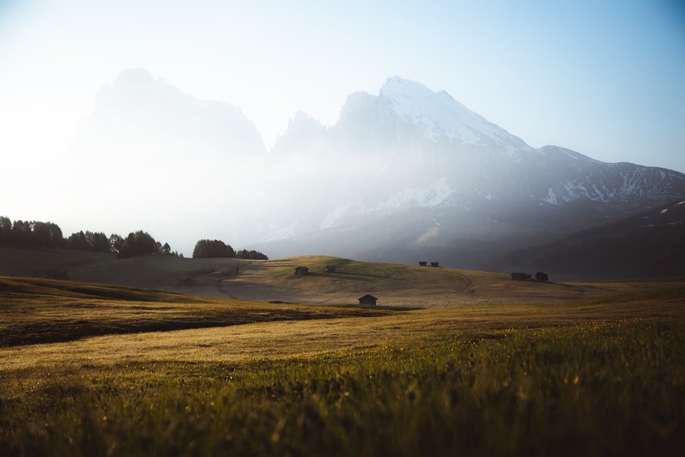 green grass field