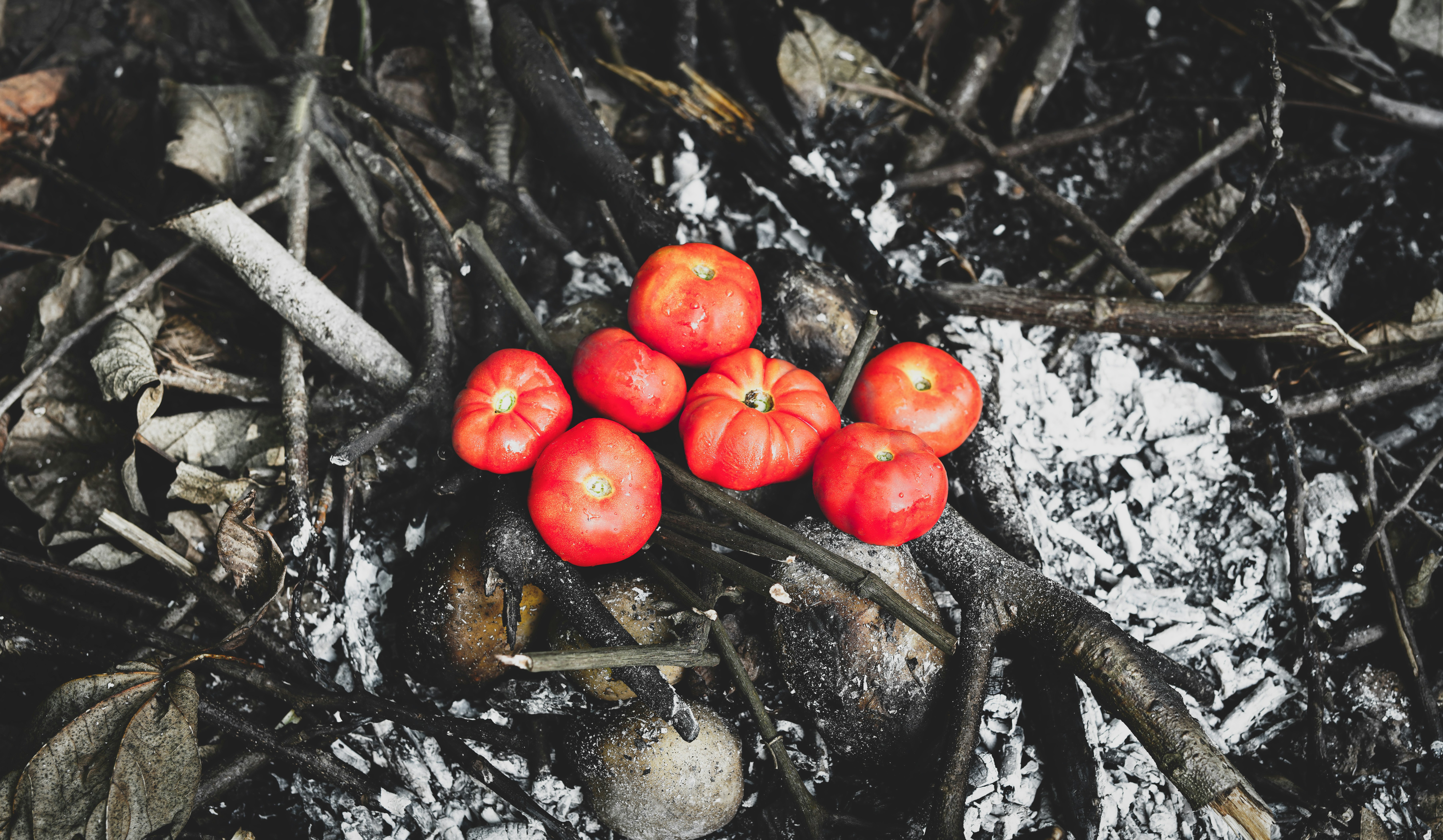 orange tomato fruits