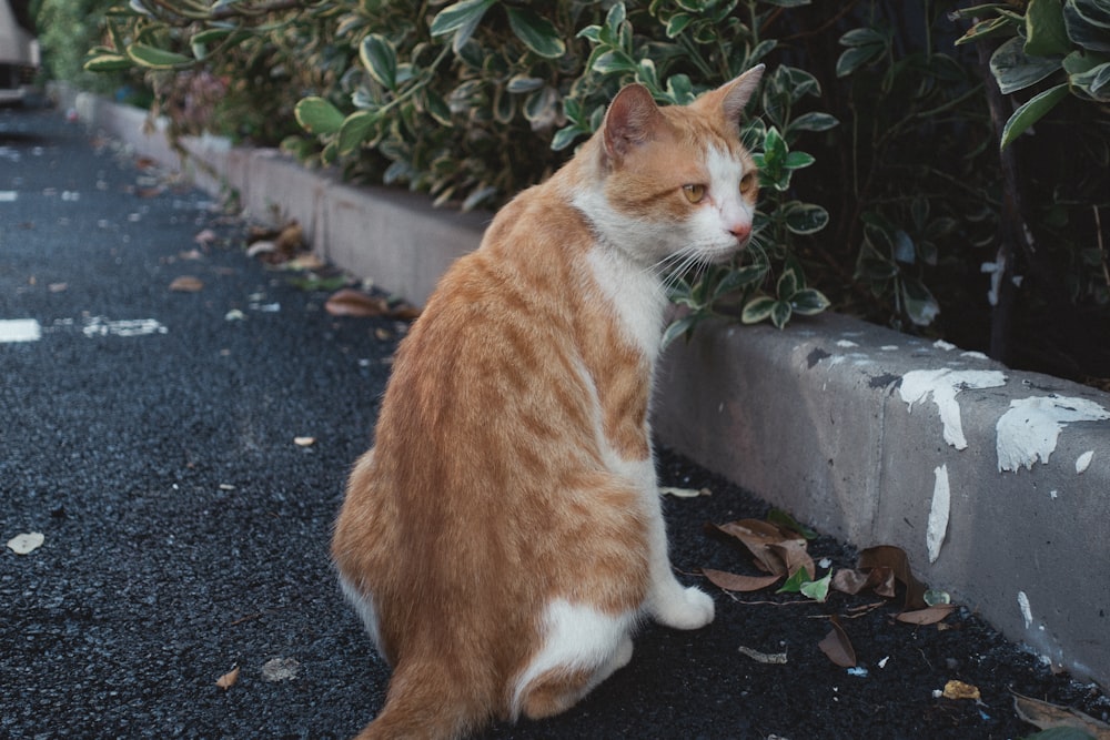 orange tabby cat sitting beside green-leafed plants