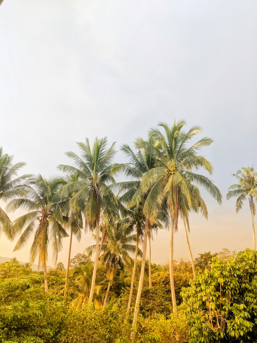 coconut trees