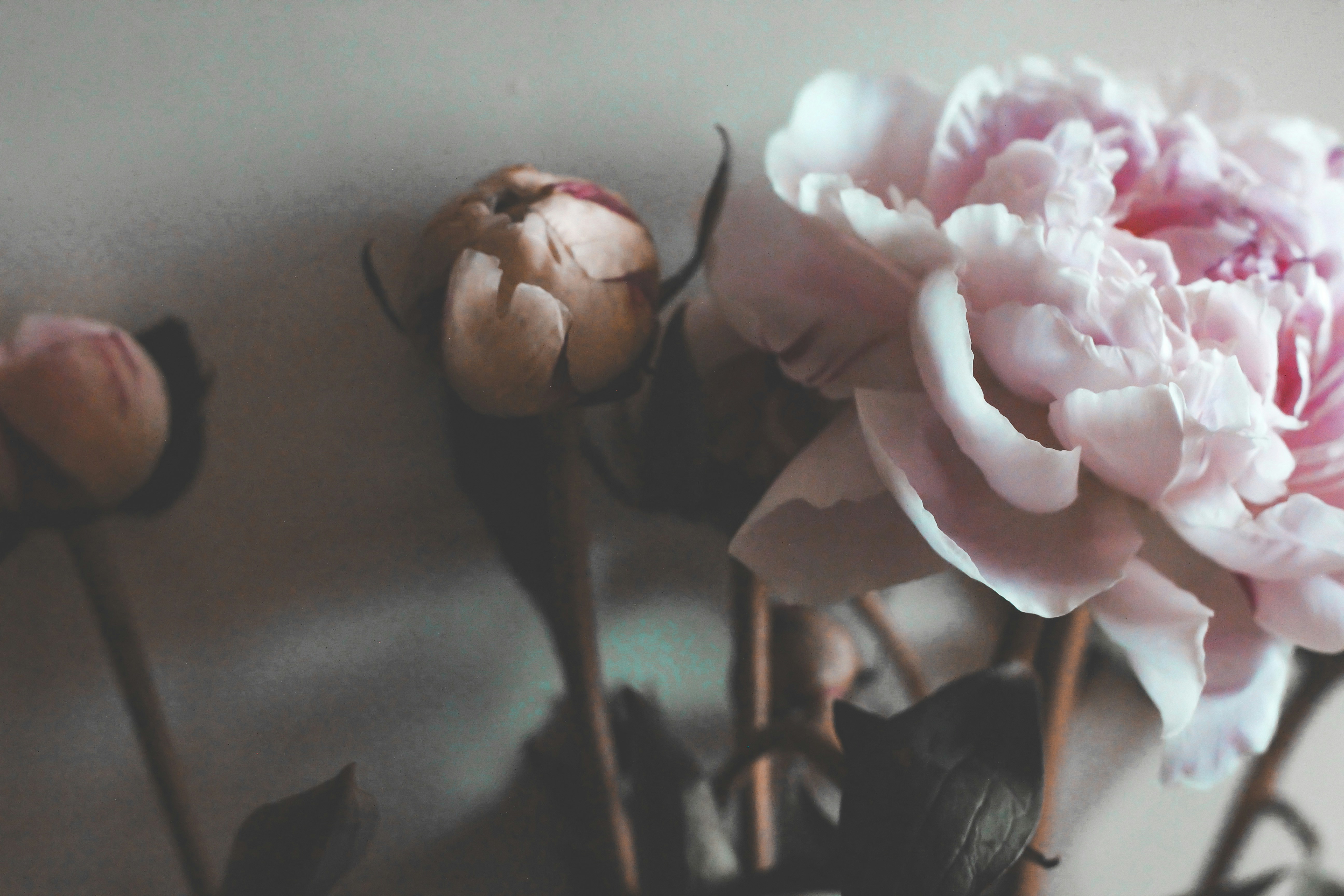 Maisie SS Lilu Pictures | Download Free Images on Unsplash