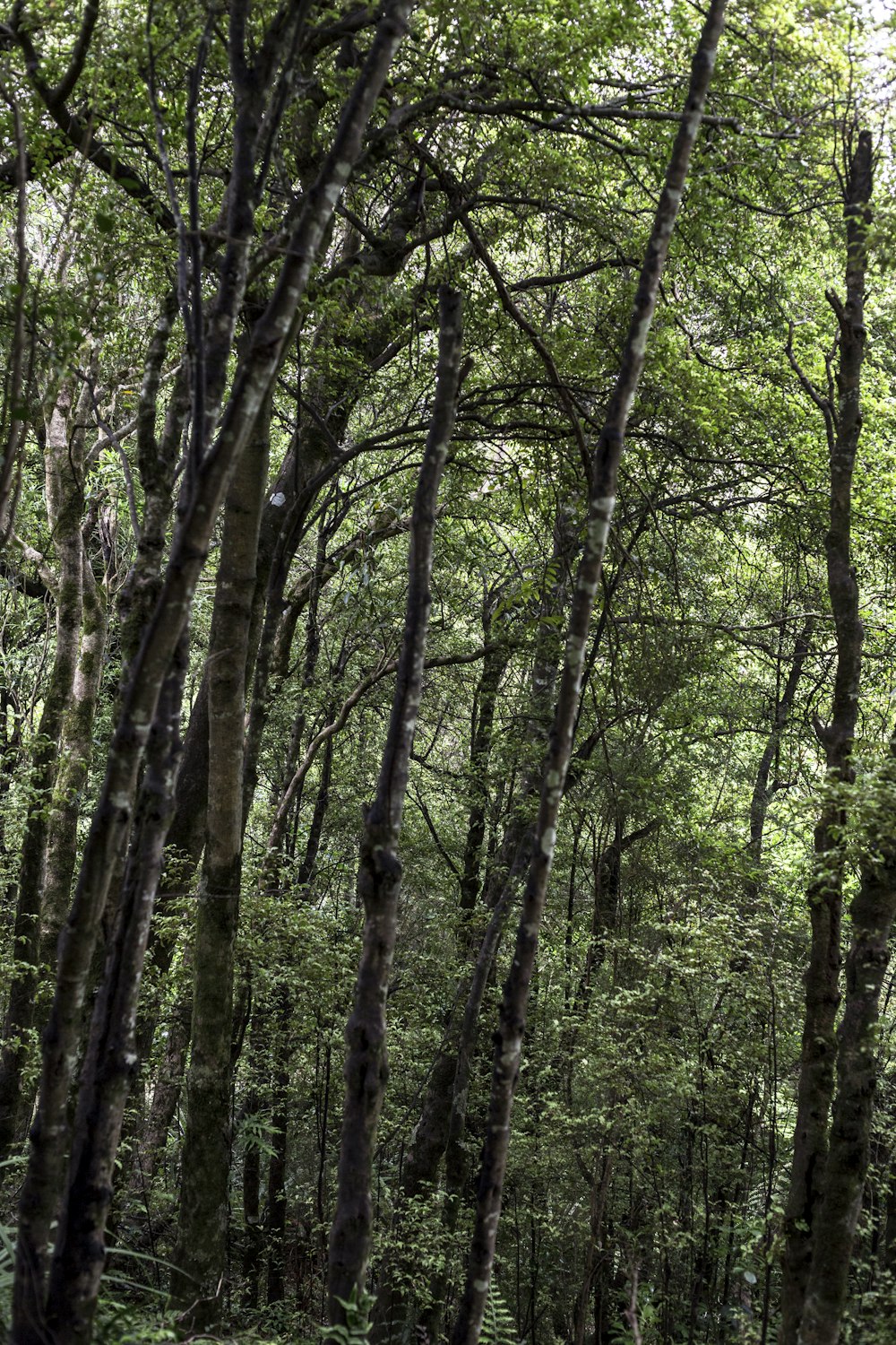 green-leafed trees at forest