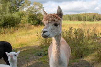 Close-up of a light brown alpaca with a curly tuft of hair on its head, standing in a grassy and slightly wooded area, with a white and black alpaca visible in the background. The alpacas are surrounded by greenery under a partly cloudy sky.