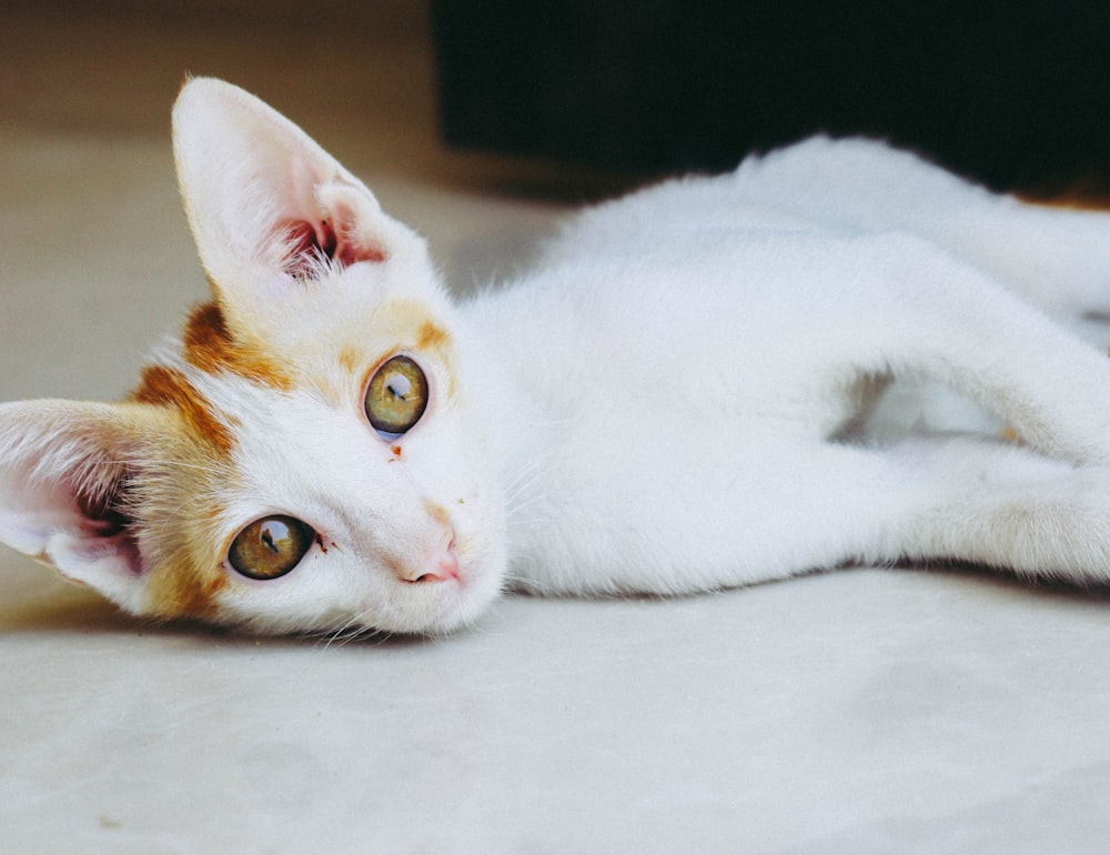 orange and white cat