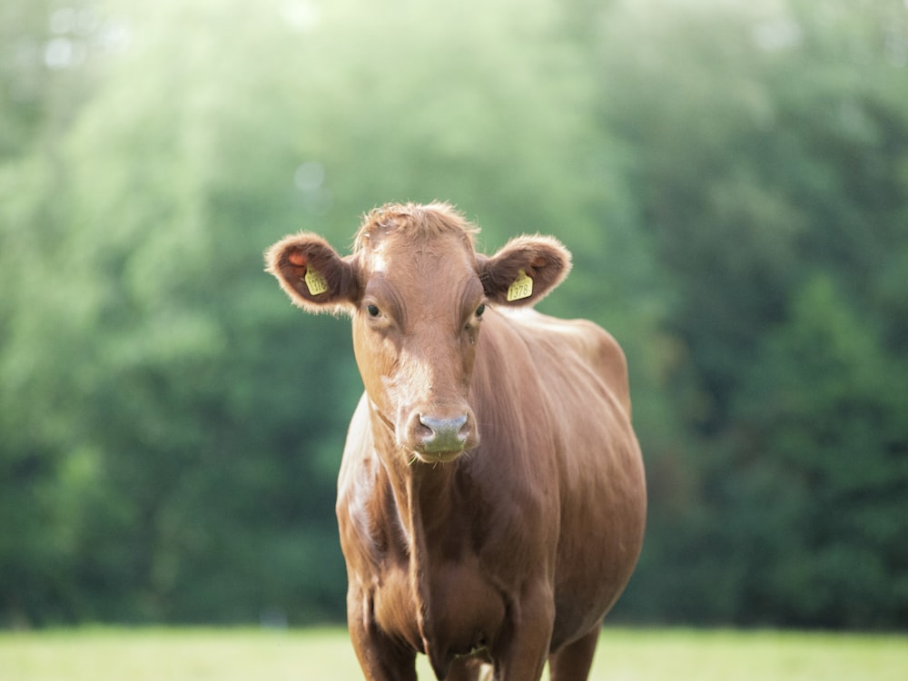 selective focus photography of brown cattle during daytime