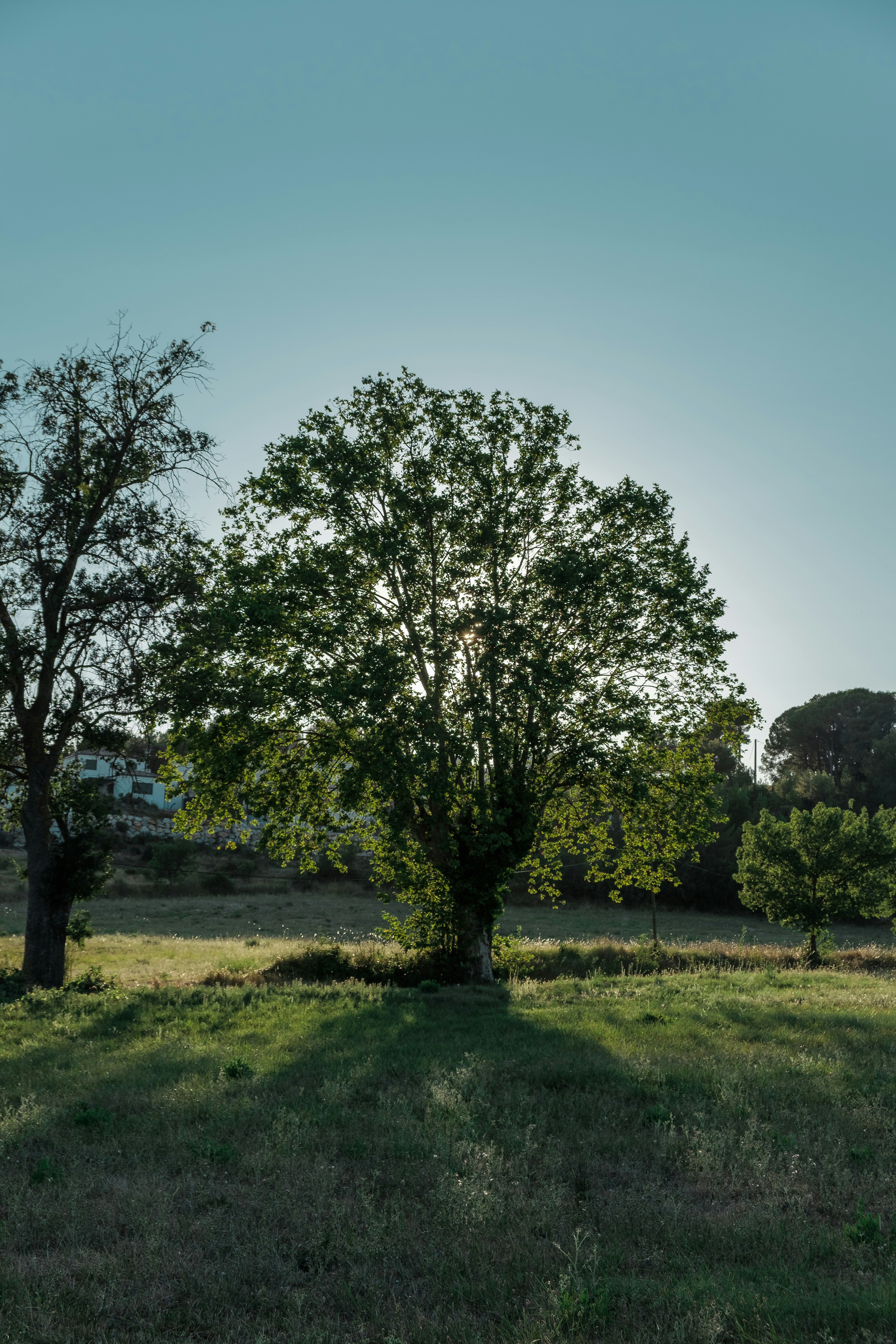 green tree standing under clear sky