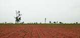 A farmer planting red sandalwood saplings in the field.