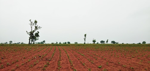 A farmer planting red sandalwood saplings in the field.