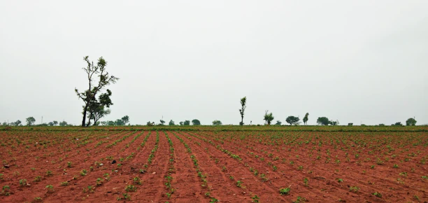 A vast open plot of land with red soil and scattered trees in rural Karnataka.