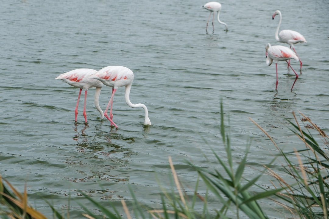 white and pink flamingos