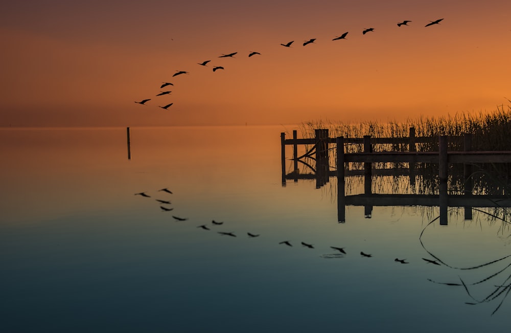 birds flying above dock and body of water