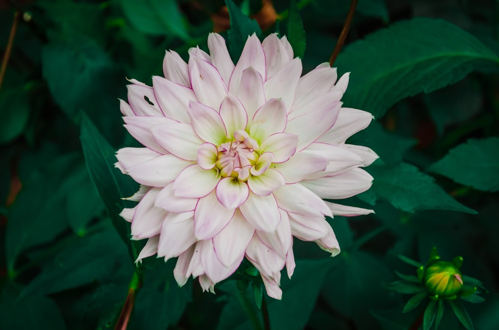 white and pink petaled flower