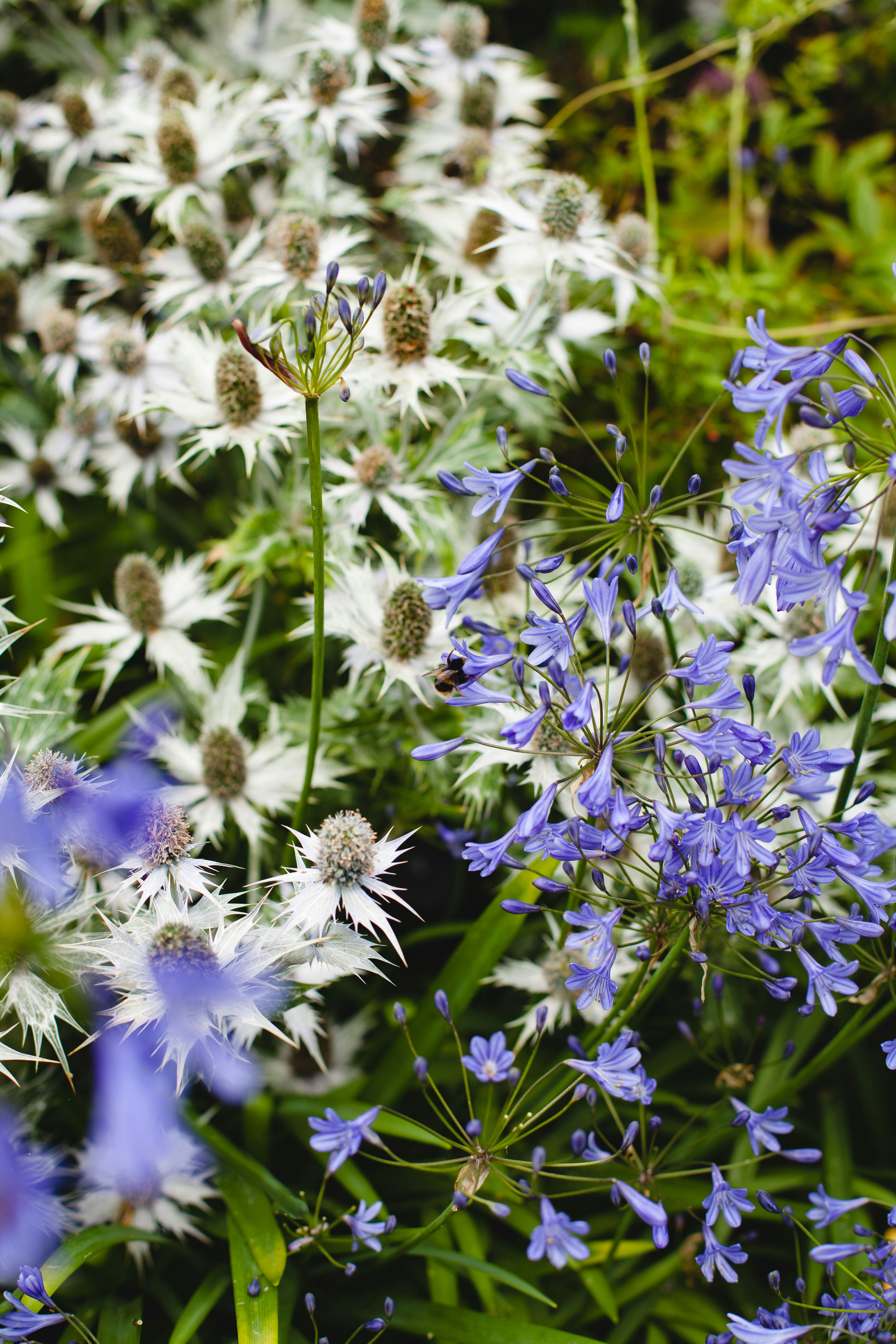 white and purple petaled flowers