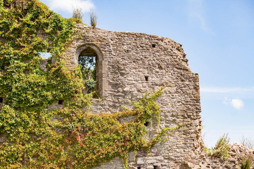 vines crawling on wall during daytime