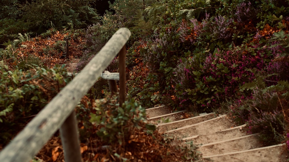 plants beside stairs at daytime