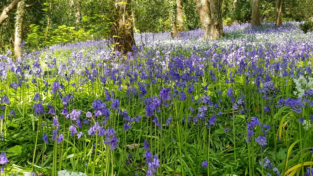 lavender flowers