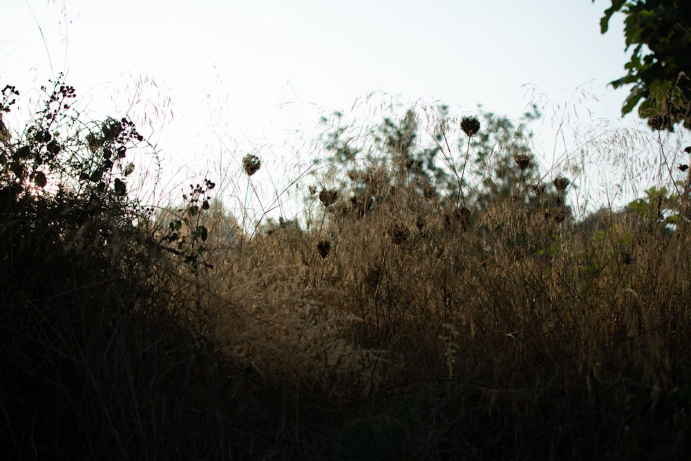 green-leafed plants