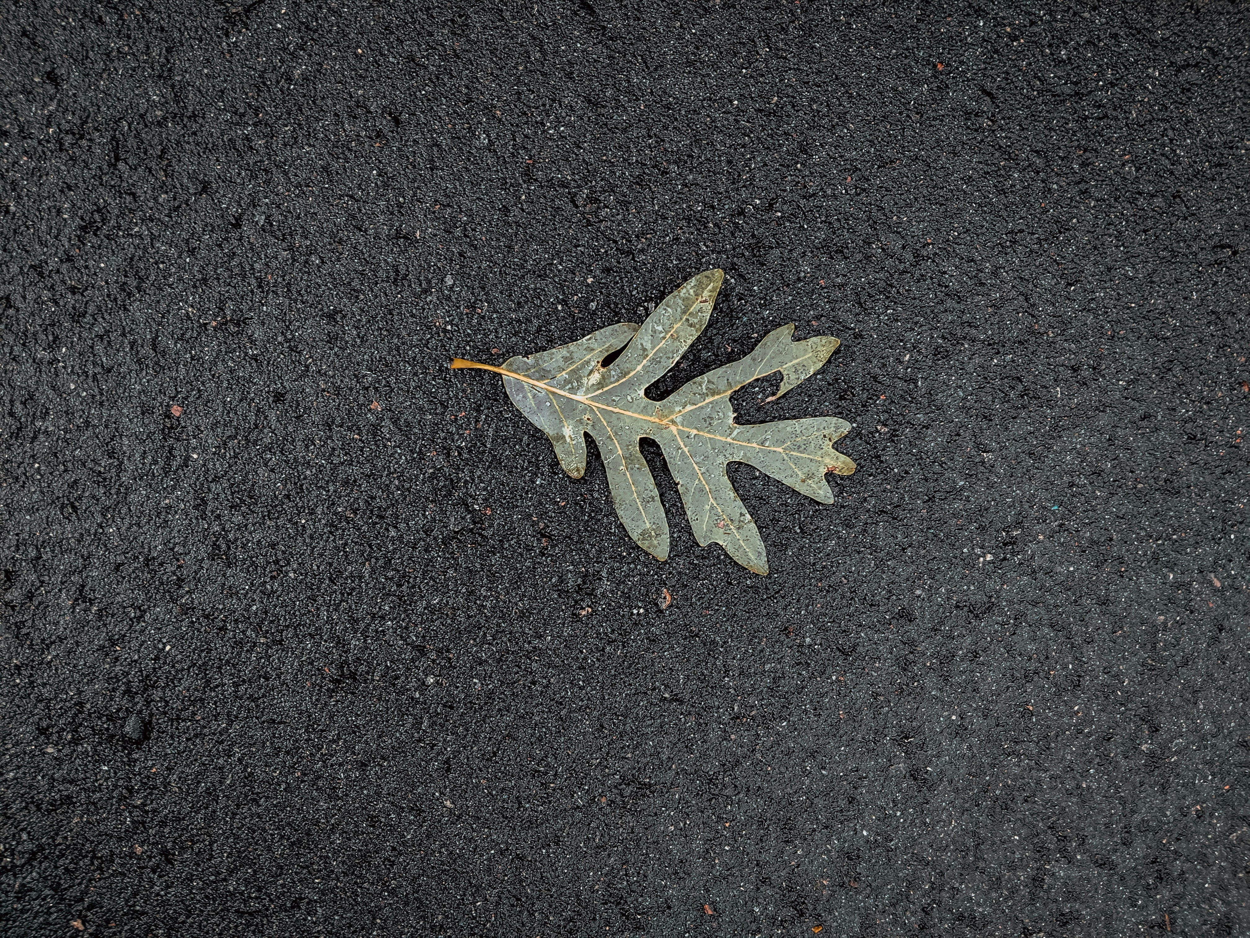 green leaf on black surface