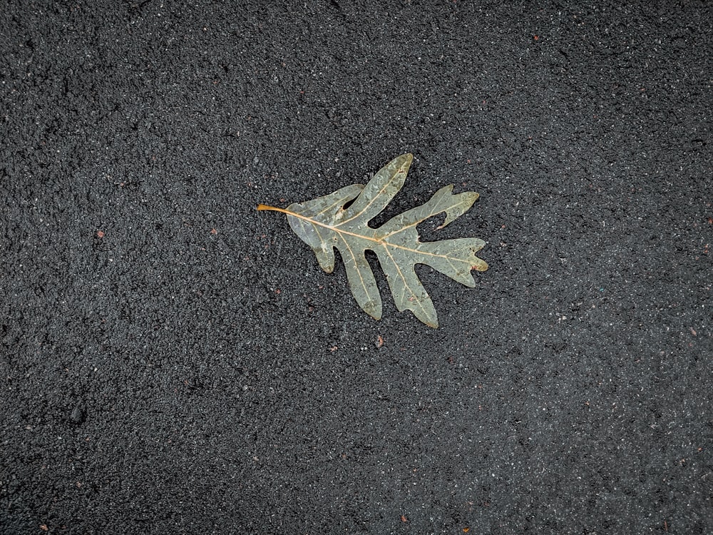 green leaf on black surface