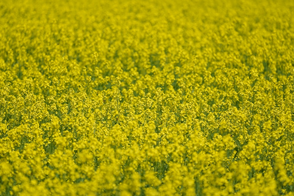 green-leafed plants