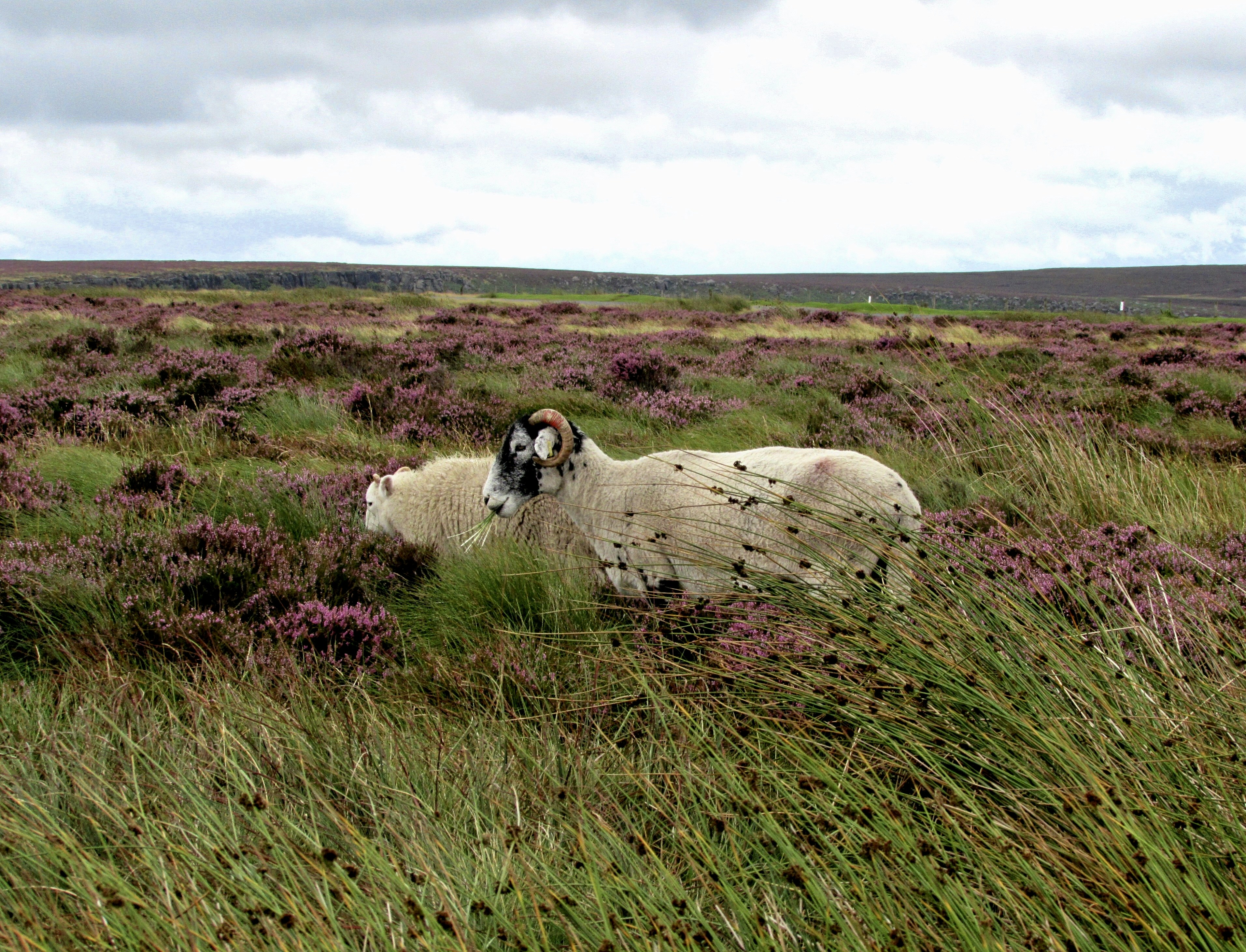 two brown gotas, Fields of Hope Valley, Peak District, UK