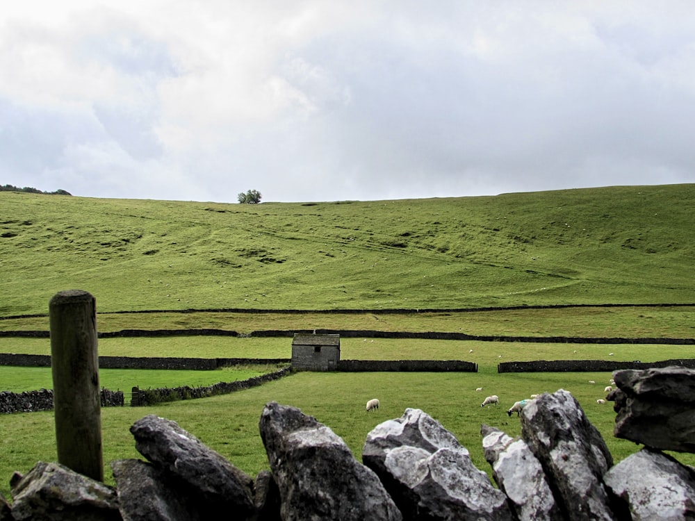 green covered field