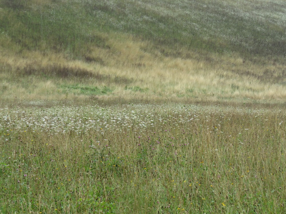 green grass field at daytime