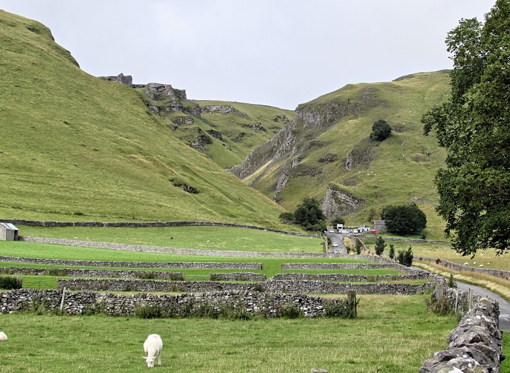 green covered field