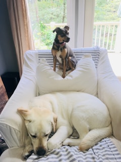 two dogs in a sofa armchair close-up photography