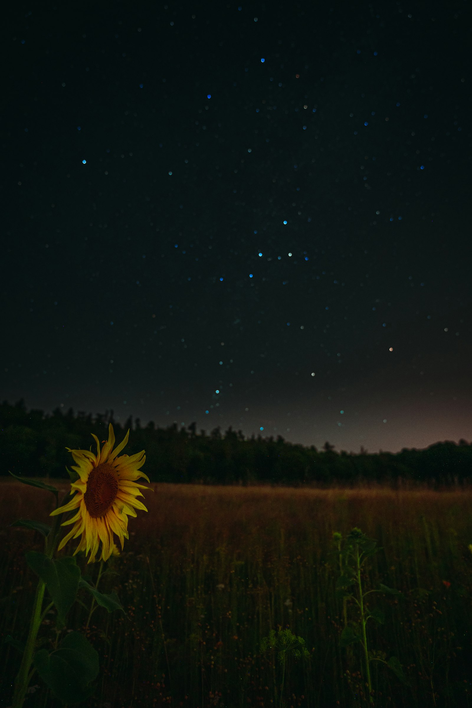 Tamron 17-28mm F2.8 Di III RXD sample photo. Sunflower during nighttime photography