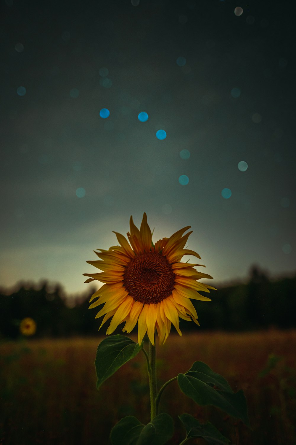 Girasol durante la hora dorada