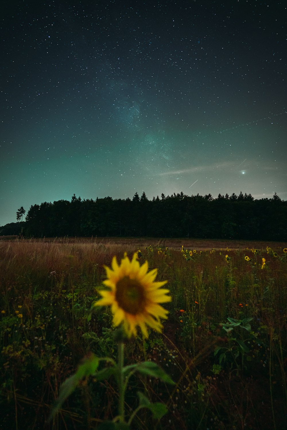 yellow flower in a field during daytime