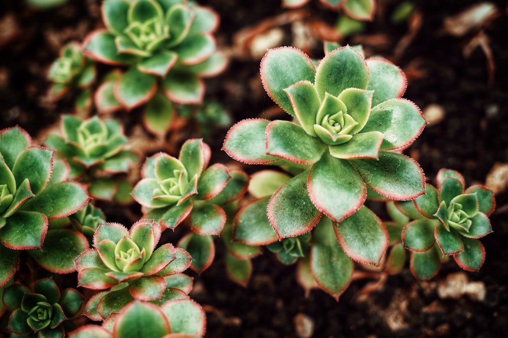 shallow focus photo of green plants