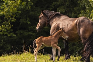 two horse in a field during daytime