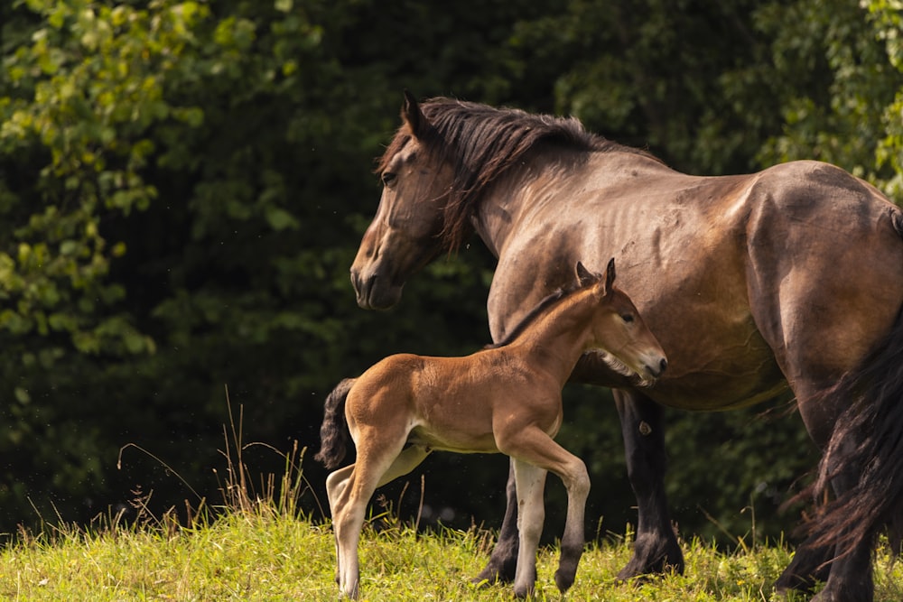 昼間の野原に2頭の馬